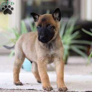 Lane, Belgian Malinois Puppy